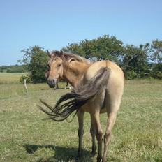 Anden særlig race Spirit