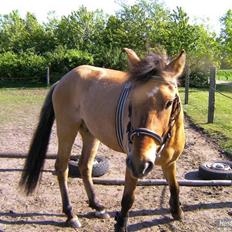 Anden særlig race Spirit