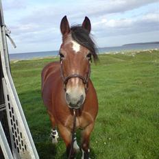 Anden særlig race Bobby<3 (SOLGT):'(!!