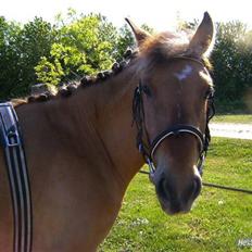 Anden særlig race Spirit