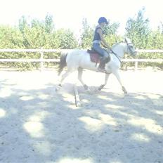 DSP Søgardens Silvermoon