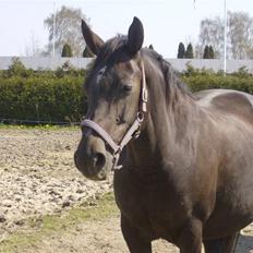 Anden særlig race sepfia død R.I.P  ; (