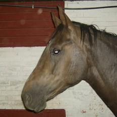 Anden særlig race sepfia død R.I.P  ; (