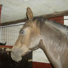 Anden særlig race sepfia død R.I.P  ; (