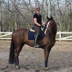 Dansk Varmblod Rubin