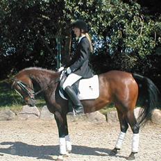 DSP TennesseeToftebanke SOLGT