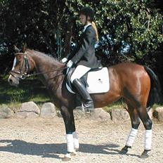 DSP TennesseeToftebanke SOLGT