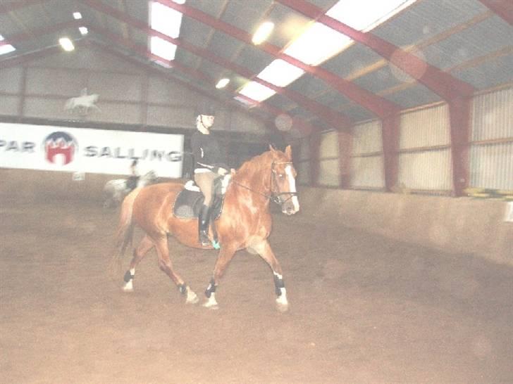 Anden særlig race Ritala *Solgt* - Rytter lejr i Lem 2008(: billede 7