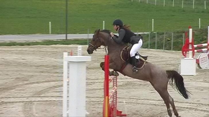 Hollandsk Sportspony Marieton's Pearl - middelfart b-stæve.første MA Jeg elsker dig perfekte. billede 16