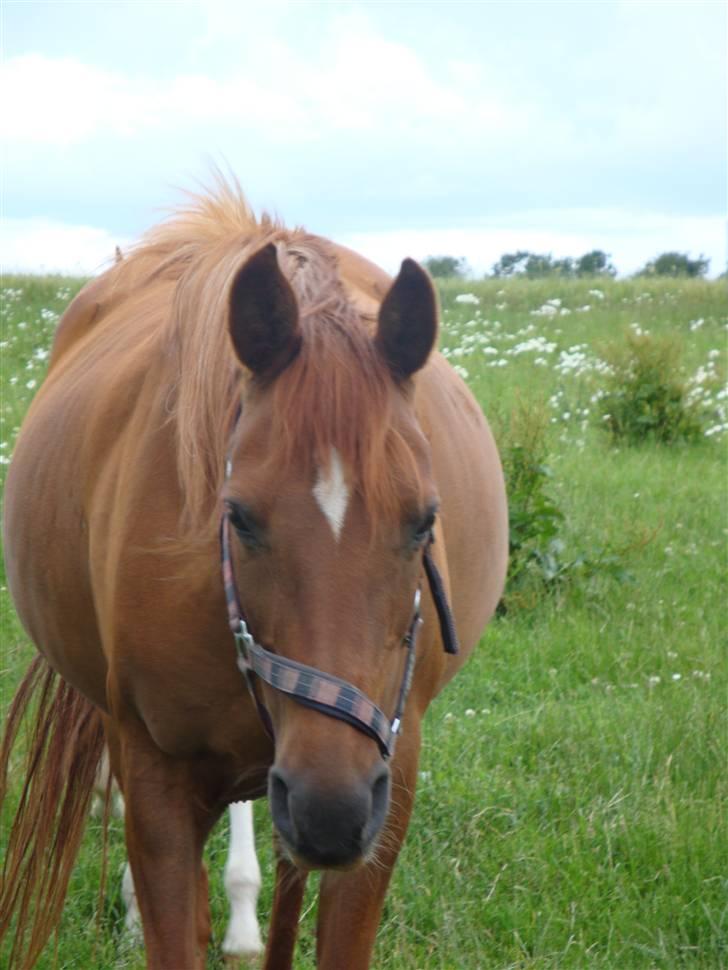Arabisk fuldblod (OX) Apdaja Asil - tja... nu er hun  vist bare lidt græs fed:-D billede 12