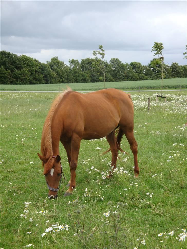 Arabisk fuldblod (OX) Apdaja Asil billede 13