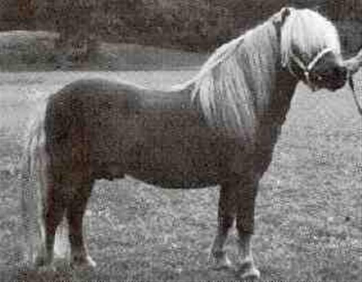 Falabella Eyeball V. Bromishet  - hendes far : Parlington Pimpernell  billede 6