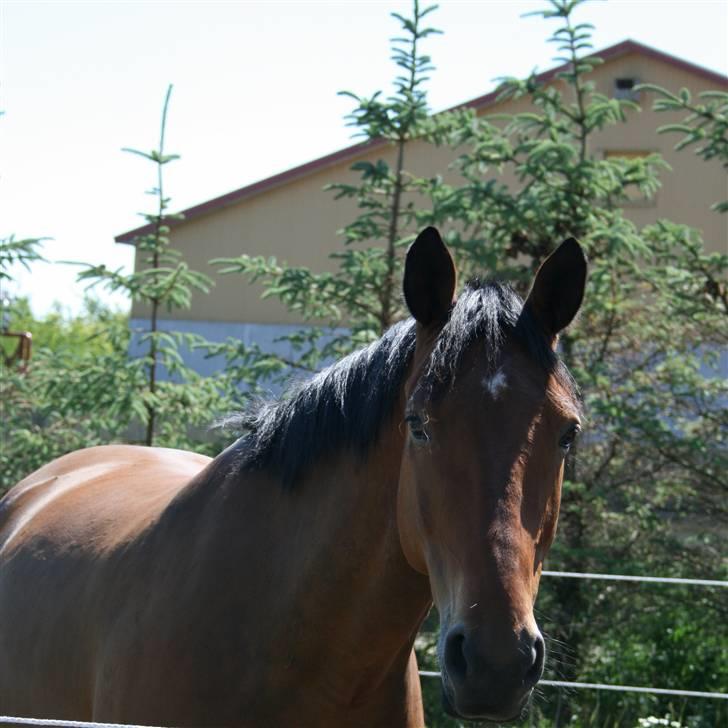 Hollandsk Varmblod Stifler billede 12