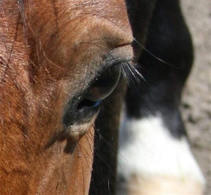 Hollandsk Varmblod Stifler billede 13