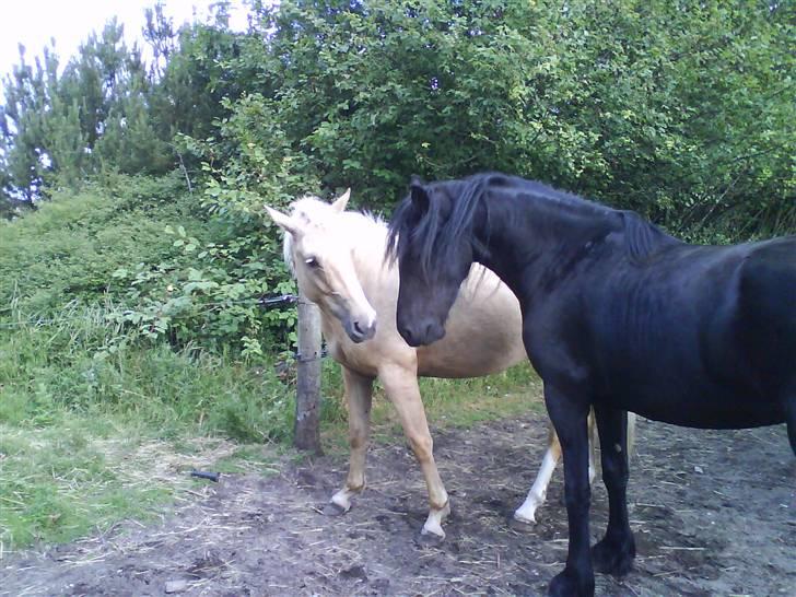 Palomino Hedelykkes Odessa SOLGT - Min fold-kammi, Rici billede 5