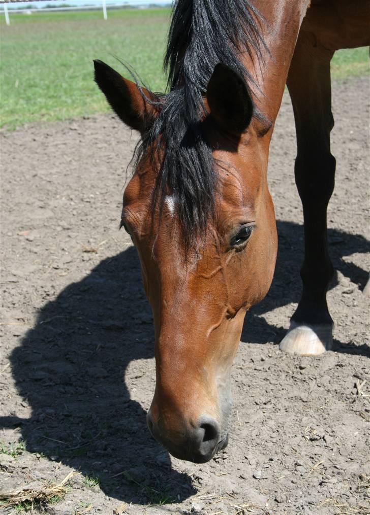 Hollandsk Varmblod Stifler billede 14