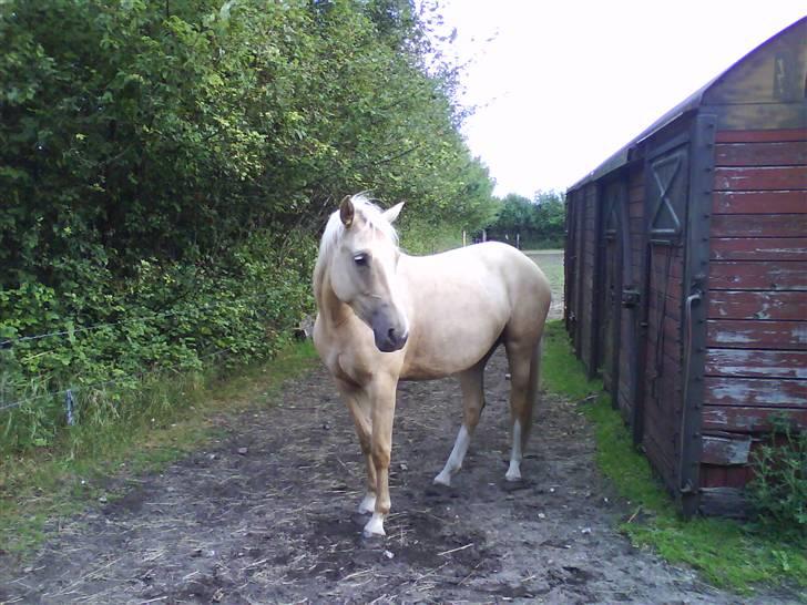 Palomino Hedelykkes Odessa SOLGT - På Fold billede 6