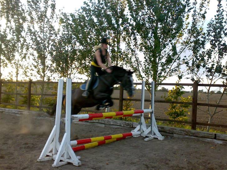 Hollandsk Sportspony Nadja van de Zonnehoeve (Solgt) - 17.09.09 billede 14