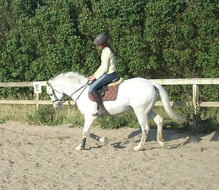 Anden særlig race Tågerups Playboy R.I.P - Lidt "dressur"  på banen billede 12