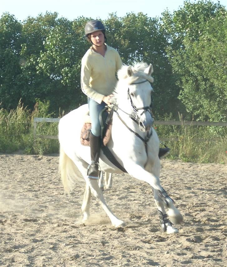 Anden særlig race Tågerups Playboy R.I.P - Et billede af hans dejlige galop billede 13