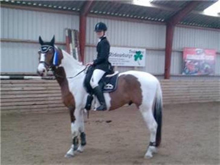 Pinto Cassedy billede 2