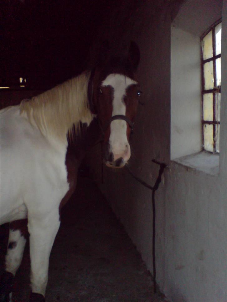 Pinto Cassedy billede 5