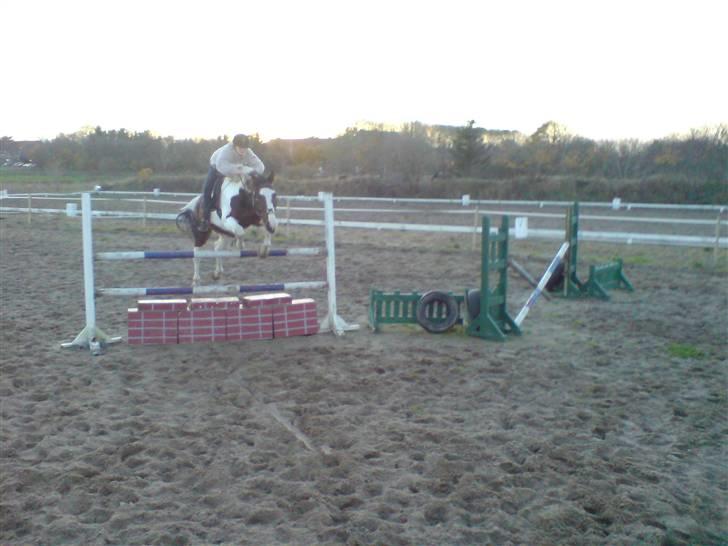 Pinto Cassedy billede 6