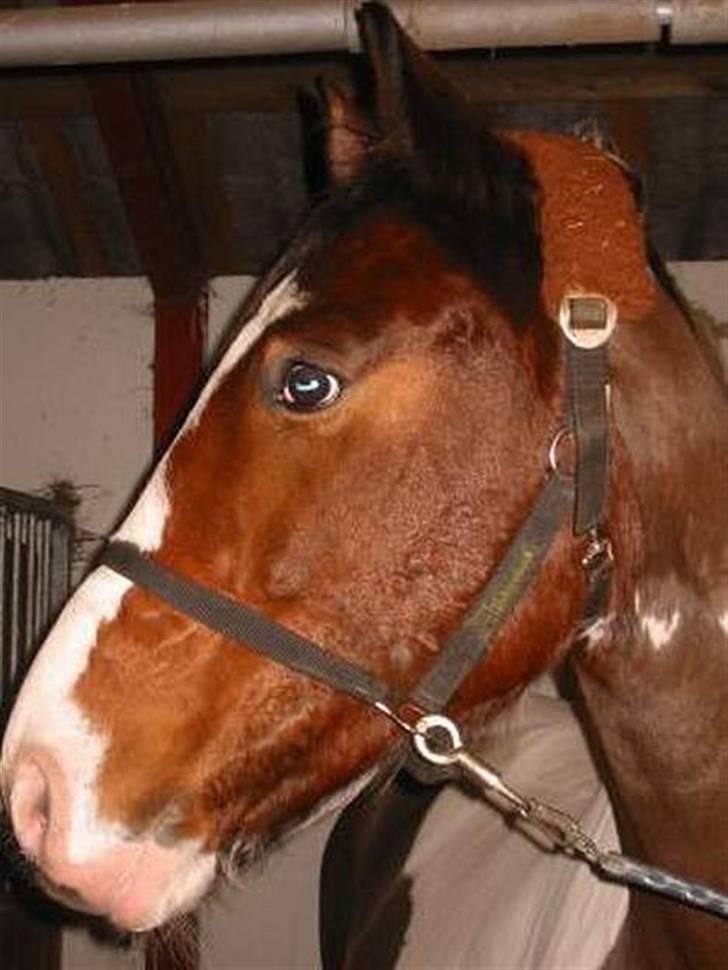 Pinto Cassedy billede 7