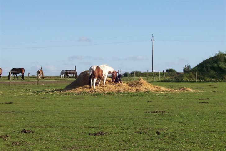 Pinto Cassedy billede 13