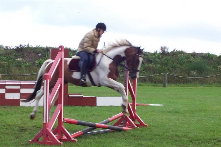 Pinto Cassedy - første spring time :D billede 18