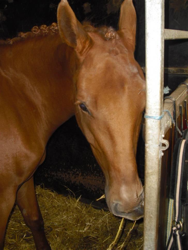 Pinto Coco Nyberg Solgt. - velkommen til Coco Nybergs profil! billede 1