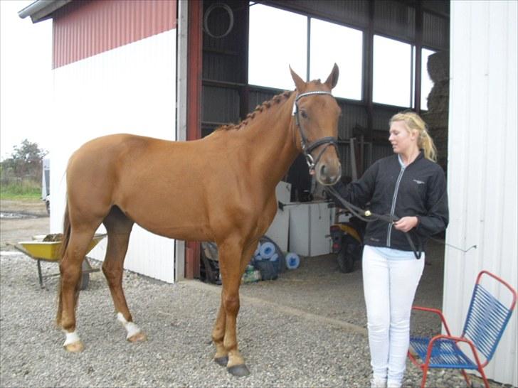 Pinto Coco Nyberg Solgt. - til kåring i slesvig holstein 2009 billede 7