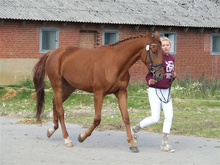 Pinto Coco Nyberg Solgt. - coco til pinto kåring i efteråret 2008 billede 8