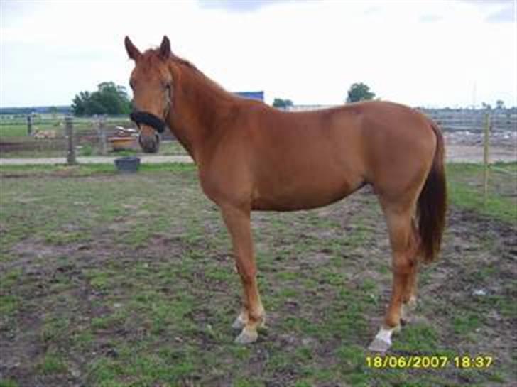 Pinto Coco Nyberg Solgt. - coco som 2 åri :P billede 9