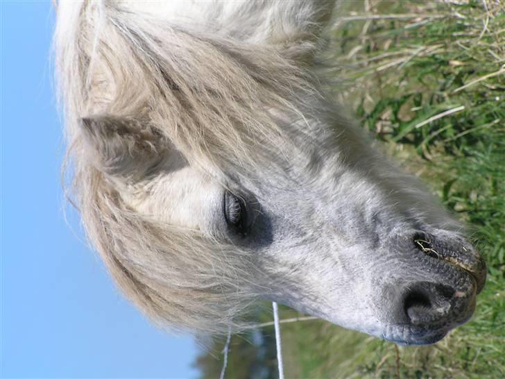 Shetlænder Maja R.I.P. - Maja :) billede 16
