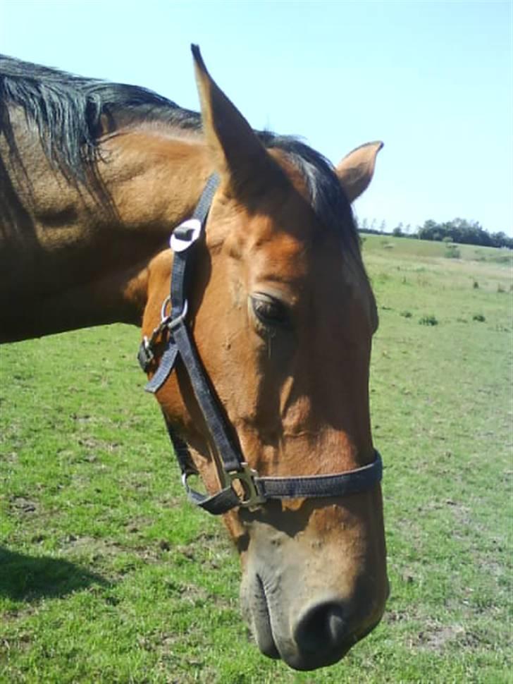 Dansk Varmblod Magnifique [R.I.P] billede 11