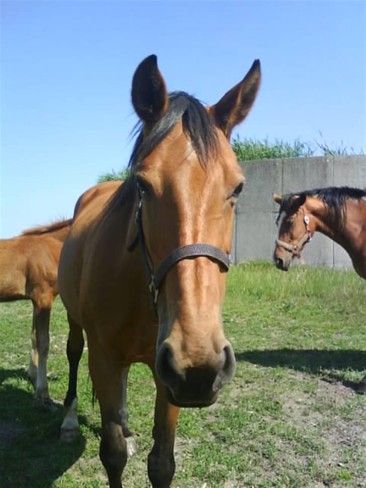 Dansk Varmblod Magnifique [R.I.P] billede 14