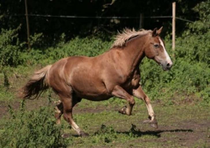 New Forest Kirketerps Knold-solgt - Ynglings :) billede 1