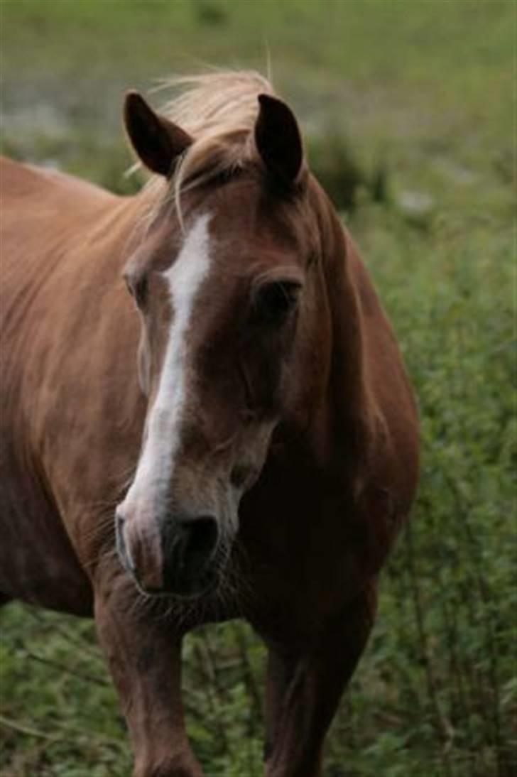 New Forest Kirketerps Knold-solgt - Hans smukke hoved billede 2
