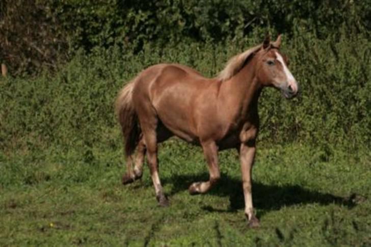New Forest Kirketerps Knold-solgt - Her syntes jeg personlig at han ligner en enhjørning  billede 3