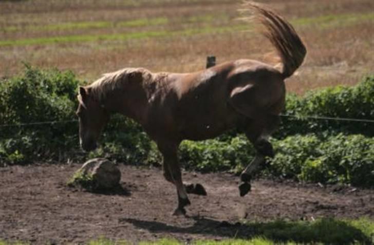 New Forest Kirketerps Knold-solgt - Bukke bukke bukke :) billede 4