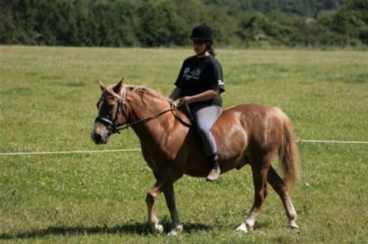New Forest Kirketerps Knold-solgt - Os to sidste sommer (07) da jeg lige havde købt ham tilbage efter 4års adskillelse. billede 5