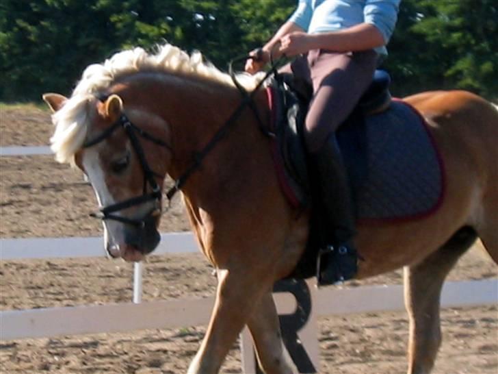 Tyroler Haflinger Lizette (RIP) - Er hun ikke skøn billede 13