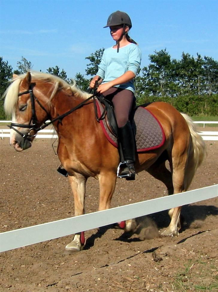 Tyroler Haflinger Lizette (RIP) - Er så stolt af min lille hest billede 14