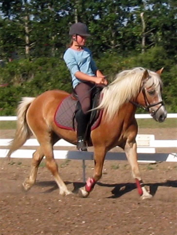 Tyroler Haflinger Lizette (RIP) - Det er nu svært at se hun faktisk nærmer sig de 20 år billede 15