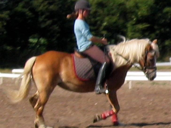 Tyroler Haflinger Lizette (RIP) billede 16