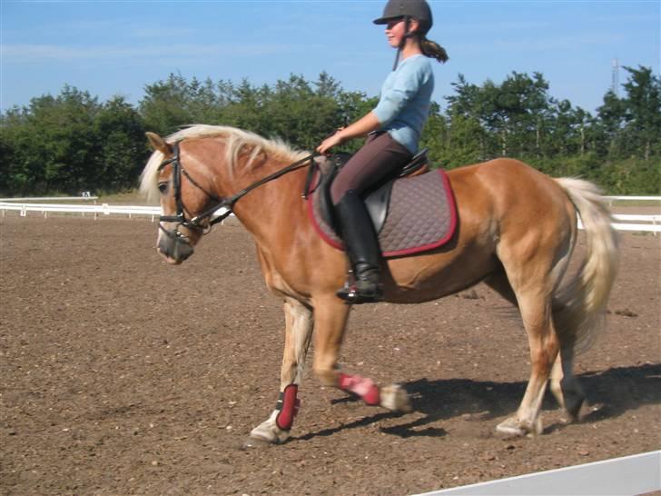 Tyroler Haflinger Lizette (RIP) billede 17