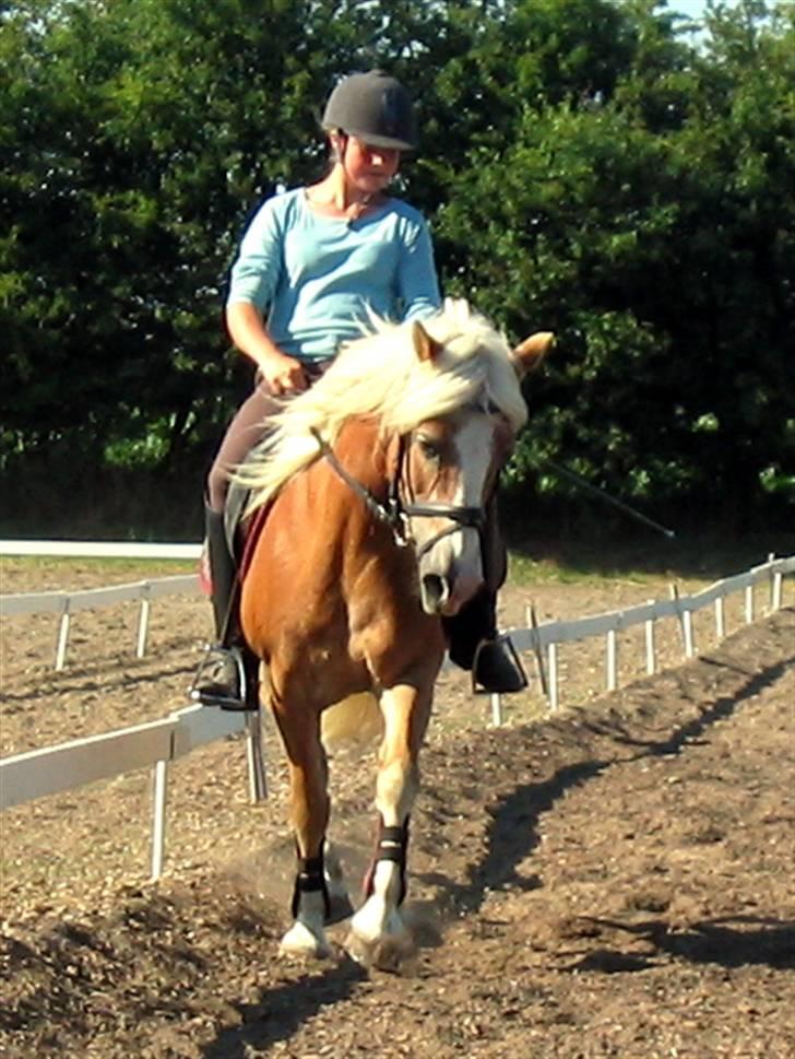 Tyroler Haflinger Lizette (RIP) billede 19