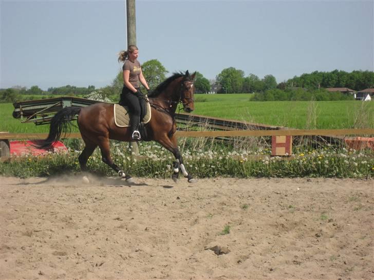 Anden særlig race Rasti billede 1