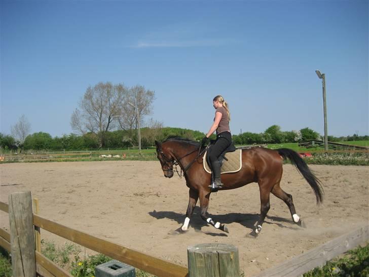 Anden særlig race Rasti billede 2